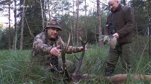 Der Moorhirsch fällt im Knall - Jagd zur Hirschbrunft in Polen / Pommern