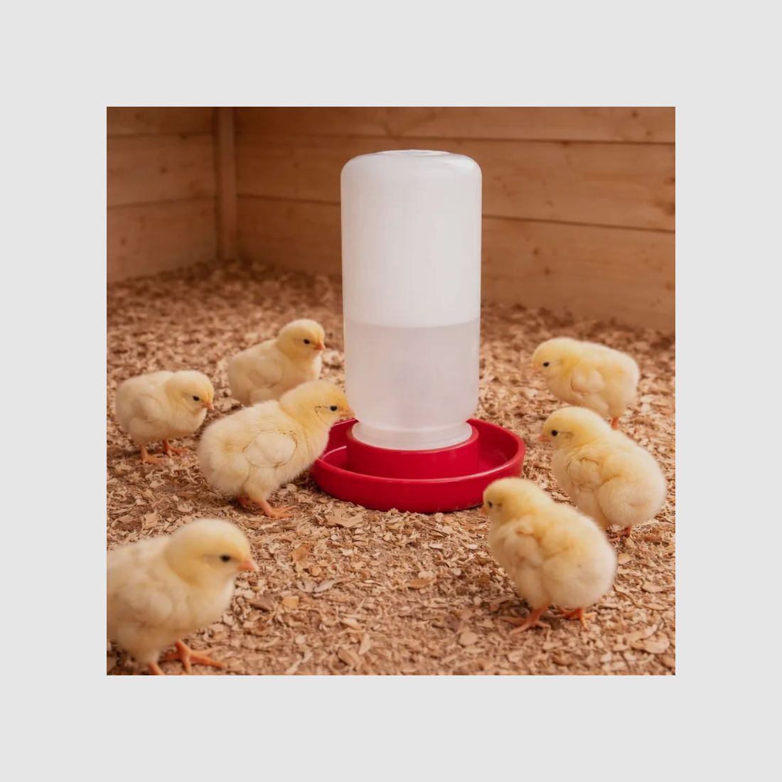 Siphon drinker for chicks and quails 1 L with screw cap, image 1 of 4