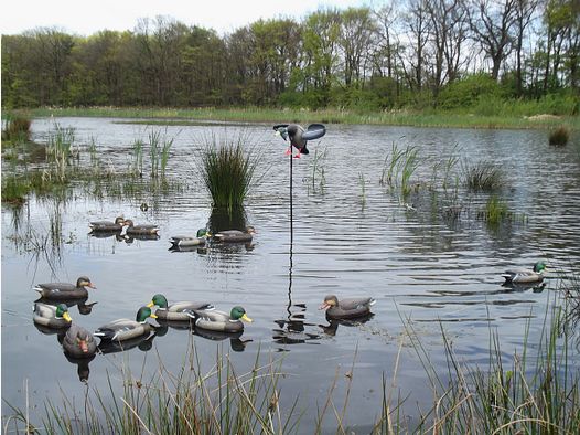 Lockenten-Set für eine erfolgreiche Entenjagd