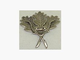 Varkenswapenhoesblad 4 bladen - 2 eikels