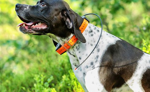 GPS für Hunde - ist das sinnvoll?