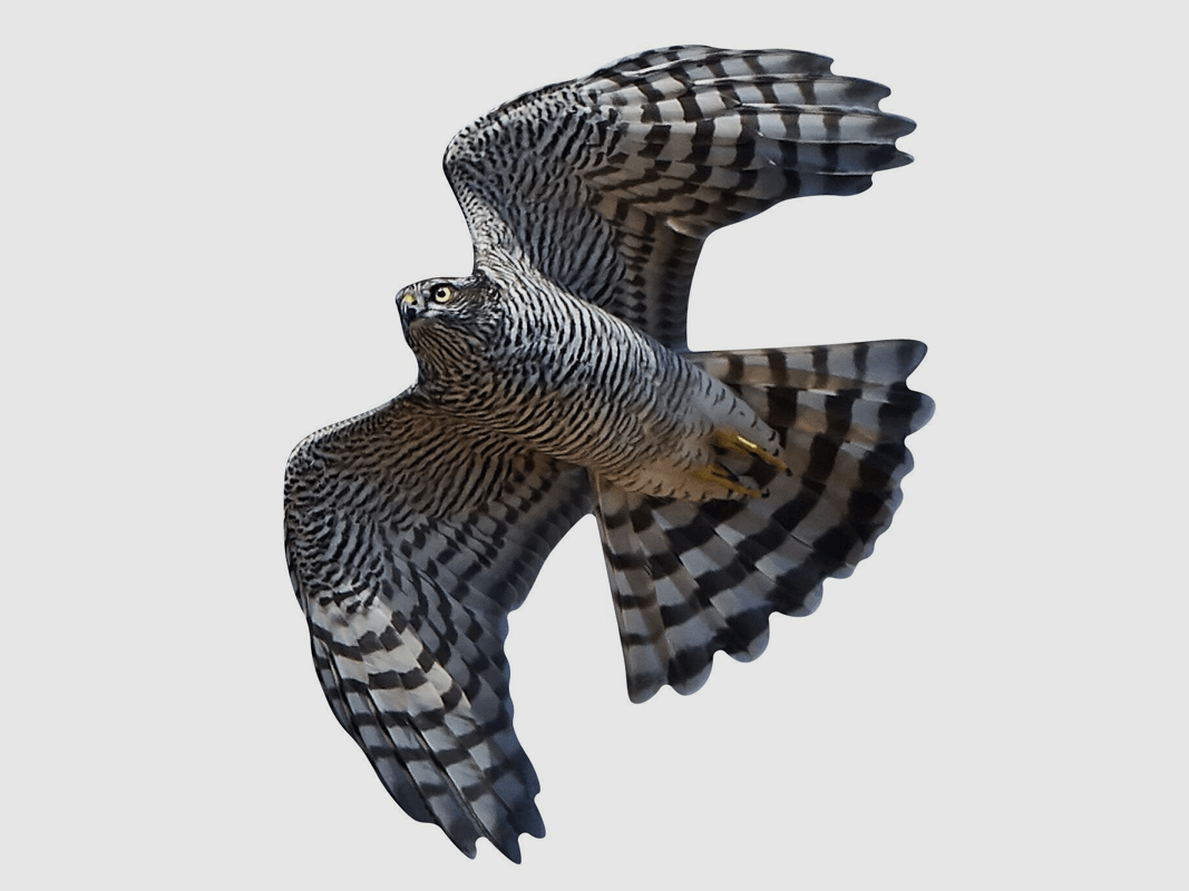 Autocollants de protection des oiseaux pour fenêtres épervier