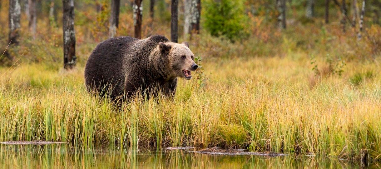 Großwildjagd