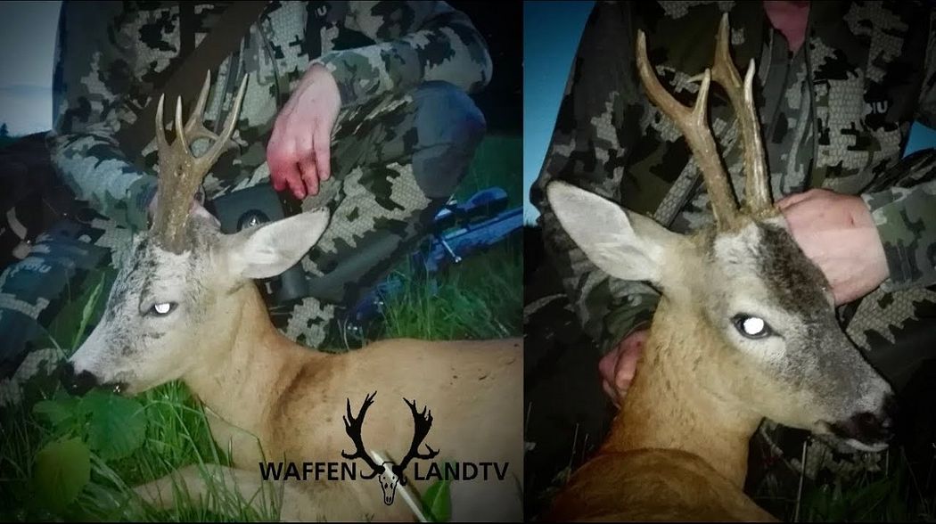 🦌 Bock Doppel-2 reife Böcke in 25 Minuten! Roebuck double-2 mature bucks in 25 minutes!