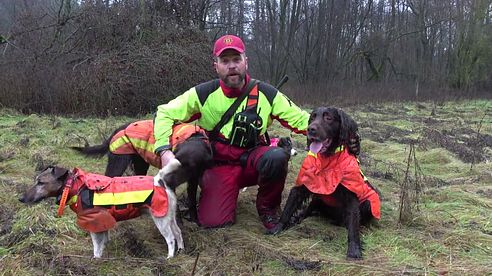 Saujagd mit Hunden auf Drückjagd - Jagdschule Schloss Lüdersburg