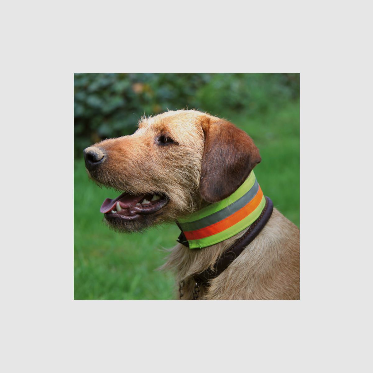 Reflektierendes Halsband