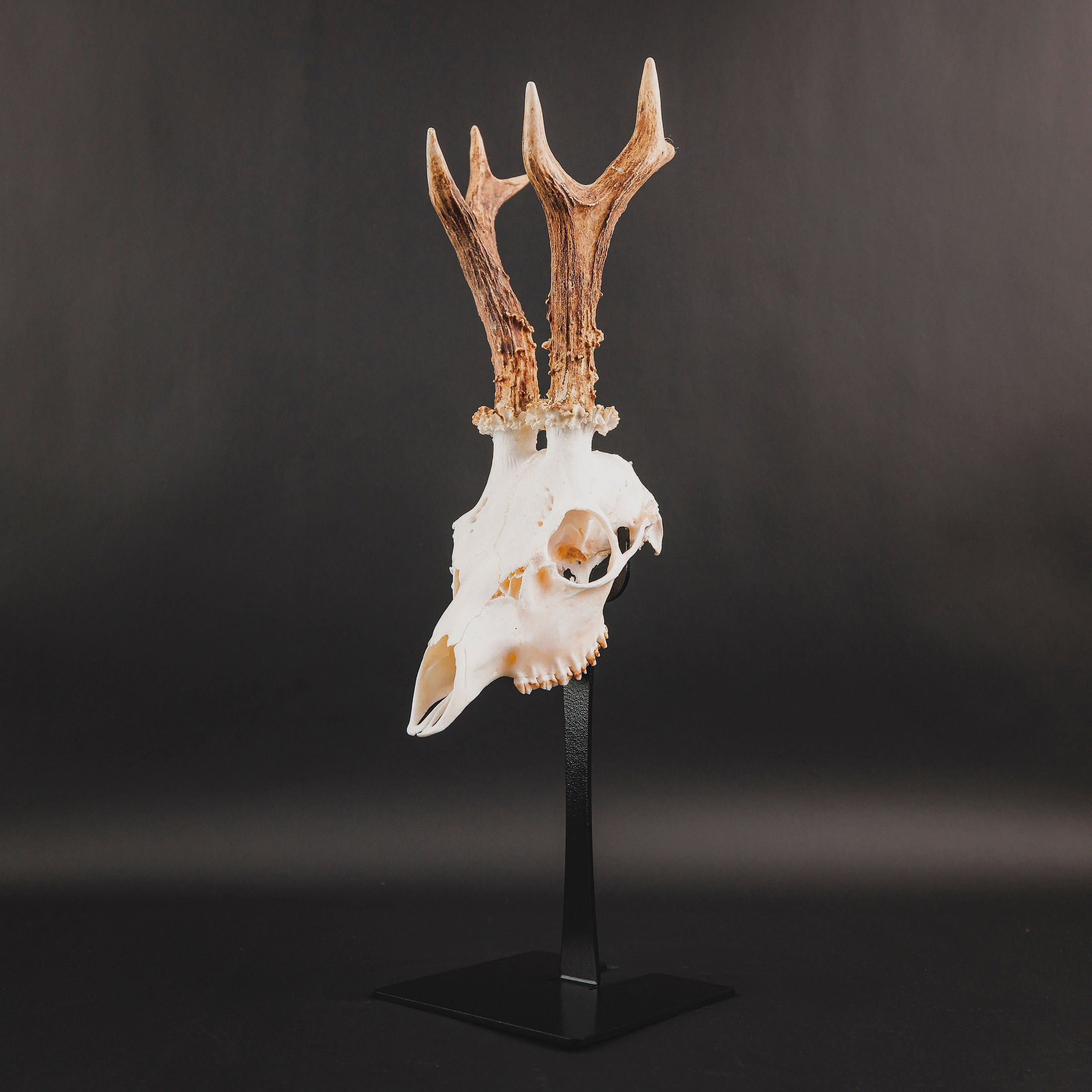 Waidmetall Soporte de trofeo Roe Deer Slim Edition