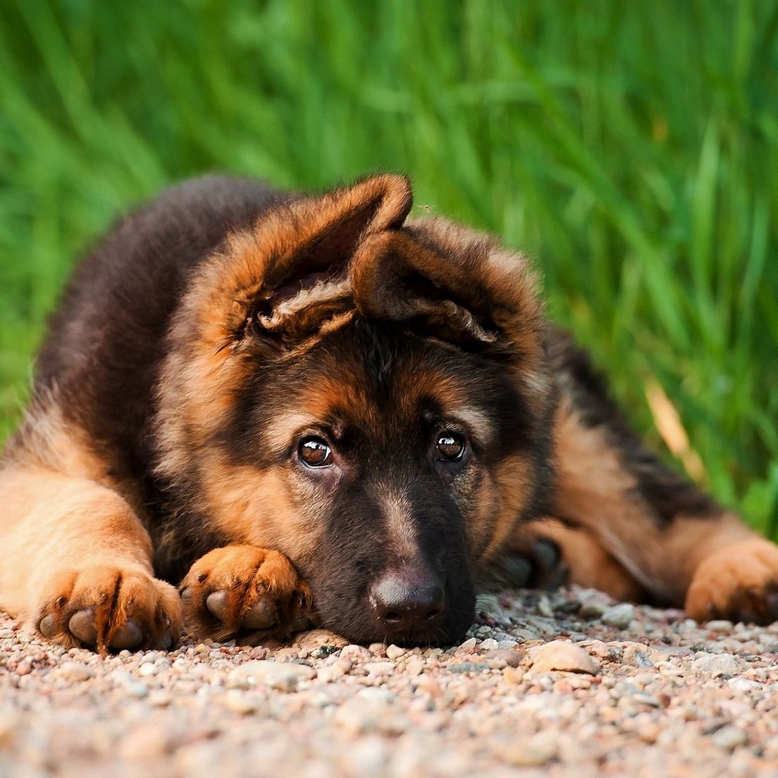 Rasseprofil: Deutscher Schäferhund