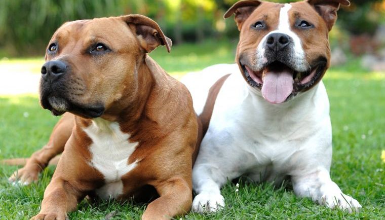 Raseprofil: American Stafford Terrier