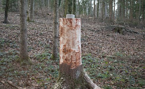 Salzlecken für das Wild - die wichtigsten Infos