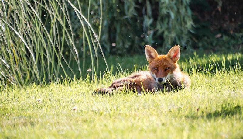La chasse à courre au renard
