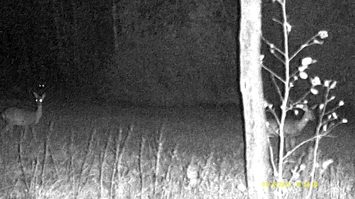 Digitales Tag- und Nachtsichtgerät NightHunter NH-1 6x50, Bild 15 von 34