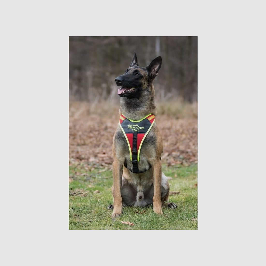 Harnais de chien Niggeloh Follow Sport Plus