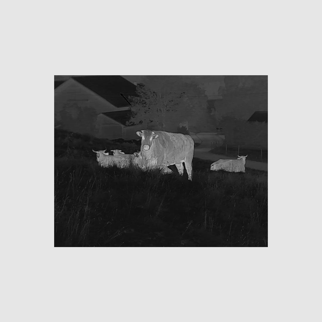 Liemke Wärmebildgerät Keiler 1 - Set incl. Zusatzakku