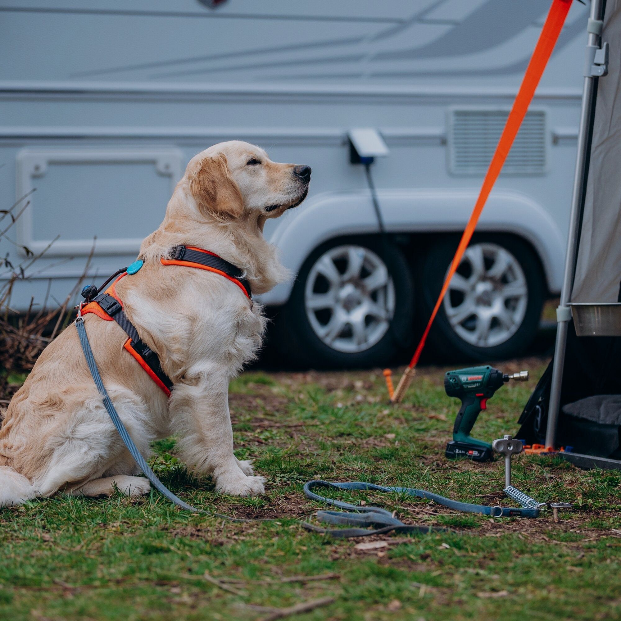 Hameçon pour Chiens - Ancre au Sol pour Animaux de Compagnie, image 1 sur 3