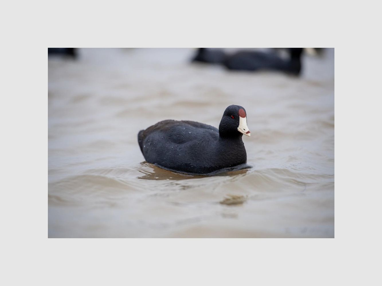Forme de foulque AvianX par 6, image 6 sur 6