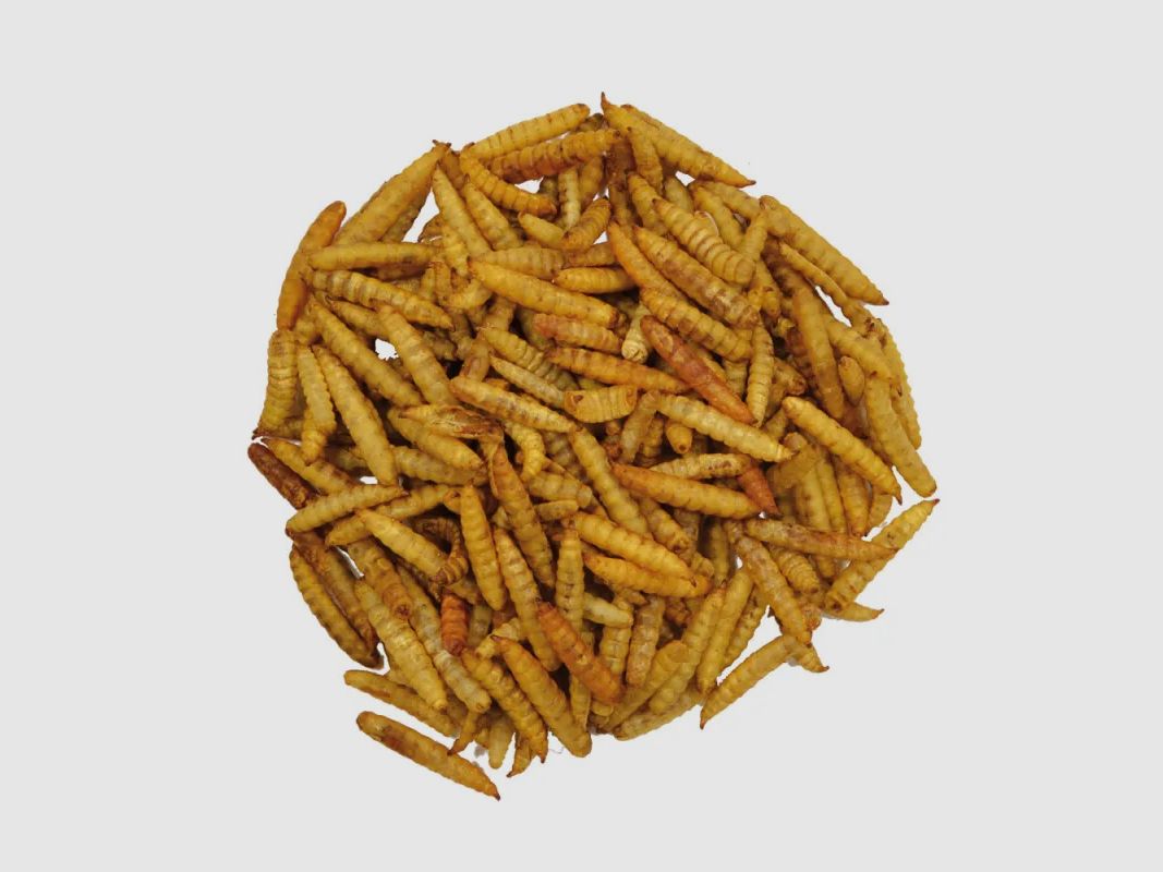 Dietary supplement Puffe Larvae 20 Liters bucket Hermetia Illucens, image 1 of 4