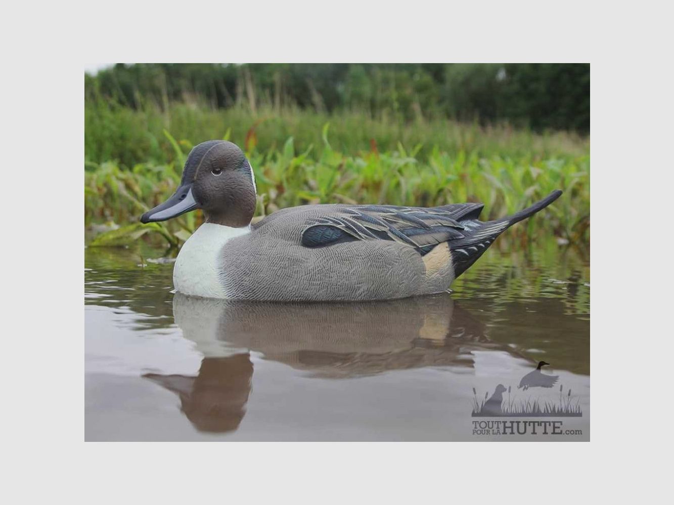 Aktive Pilet-Formen AvianX, Bild 4 von 8