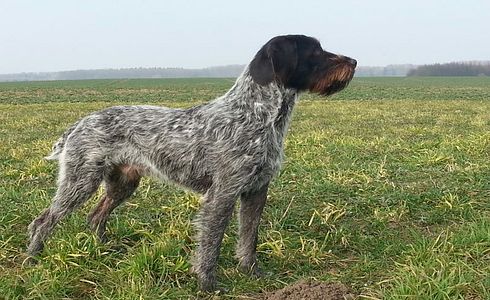 Rasseprofil: Deutsch Stichelhaar