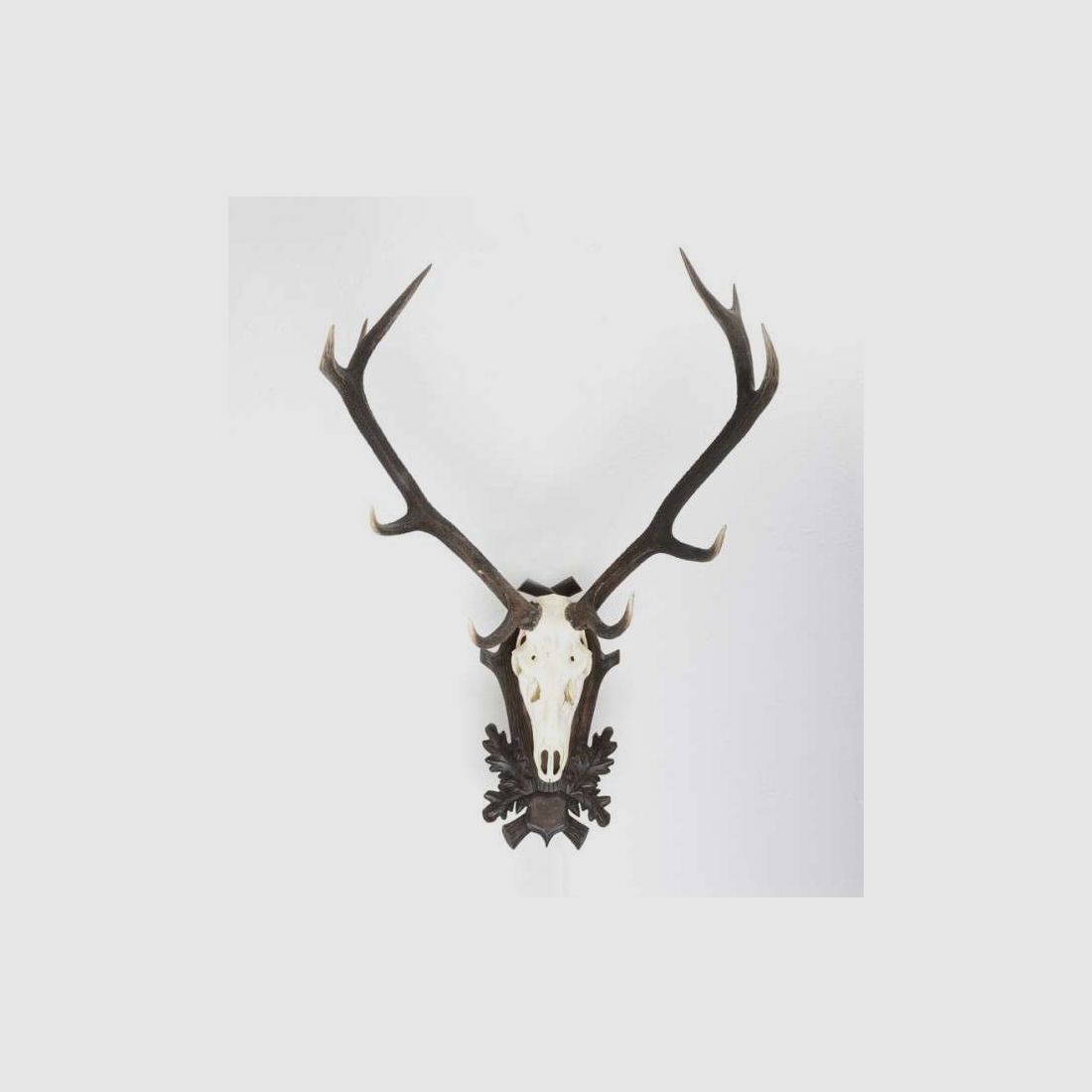 10-point stag antlers, image 1 of 10