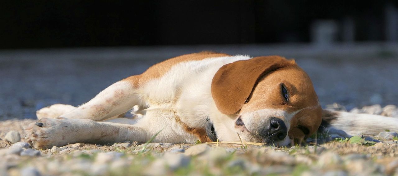 Rasseprofil: Beagle