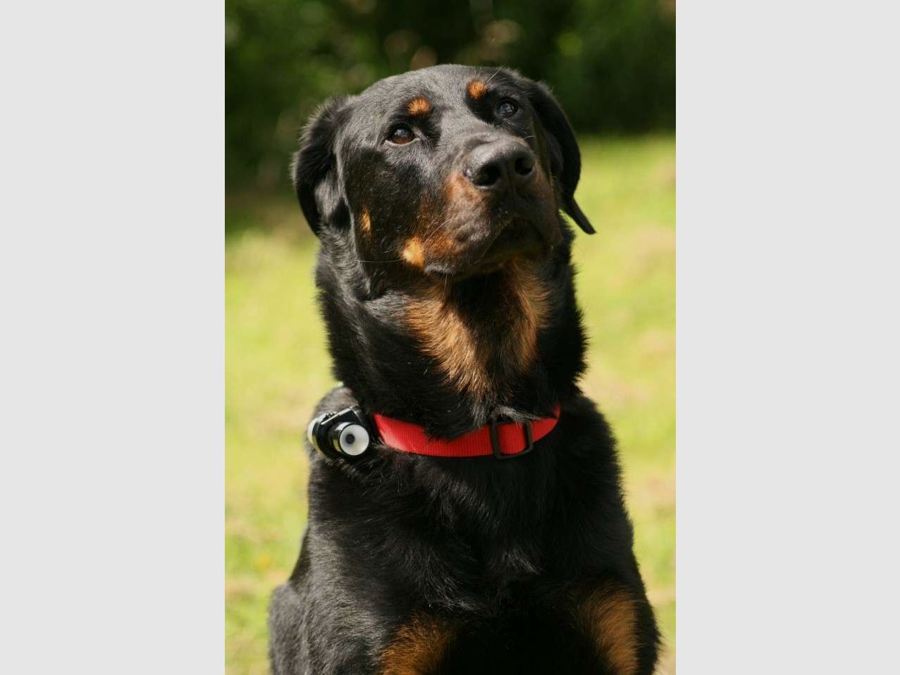 EYENIMAL Hunde-Action-Kamera, Bild 2 von 8