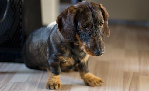 Der Dackel - der heimliche Jagdallrounder