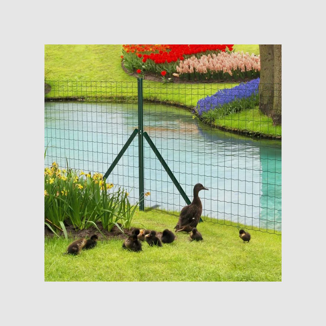 Komplettset 60 m aus PVC geschweißtem Drahtzaun - Maschenweite 100x50mm - Draht 2,5mm - Höhe 1,50 m, Bild 7 von 14