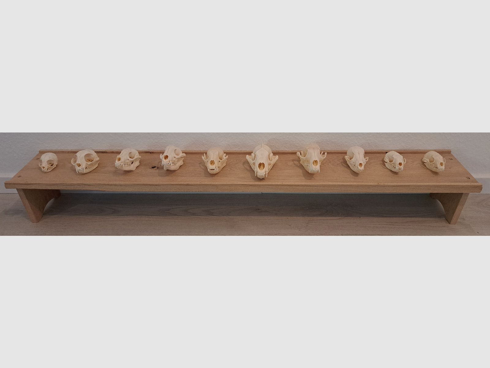 Raubwild Schädel-Sammlung für Lehrzwecke + Eichen Regal