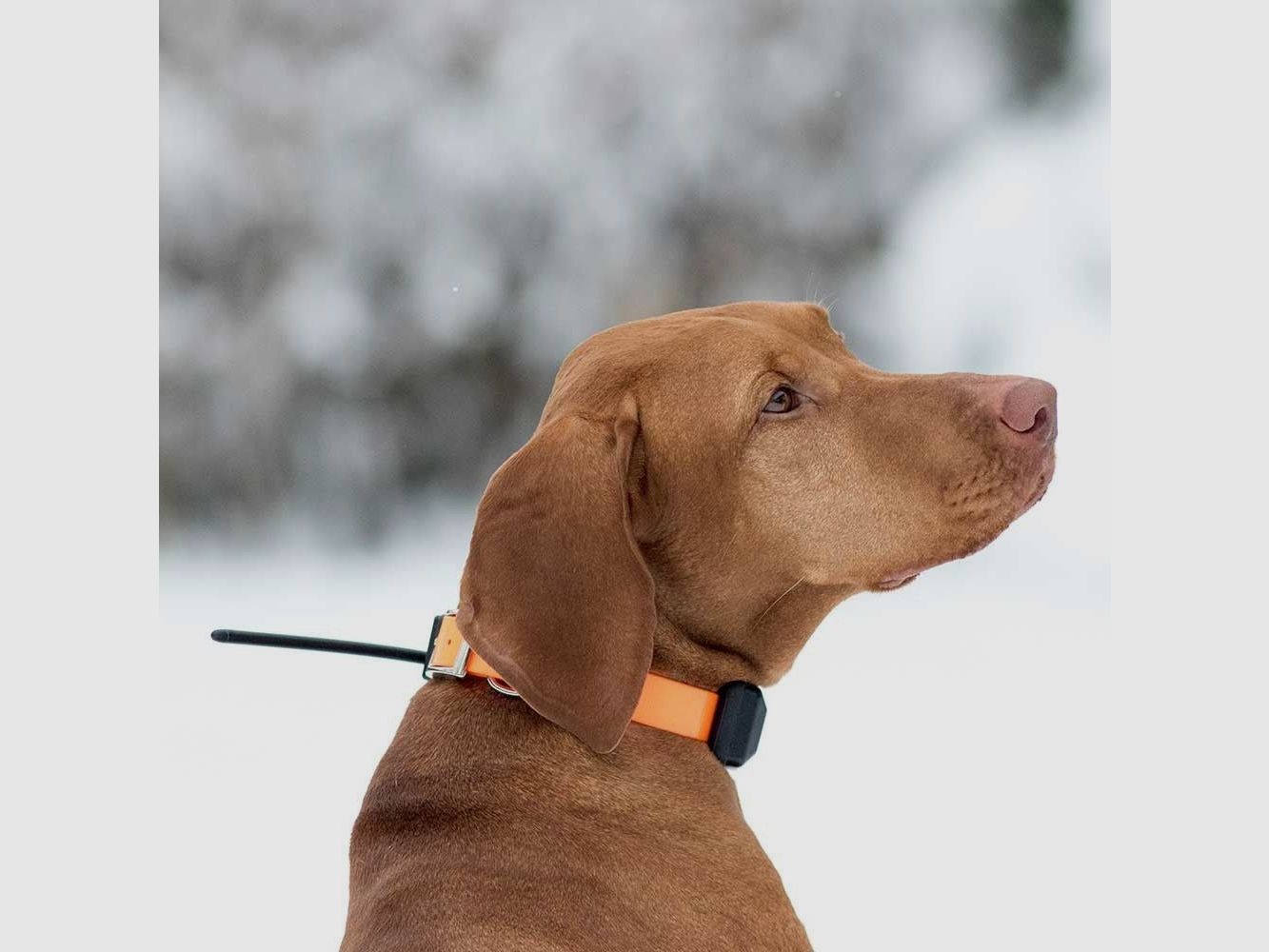 DOGTRACE DOG GPS X30-TB, Bild 5 von 6