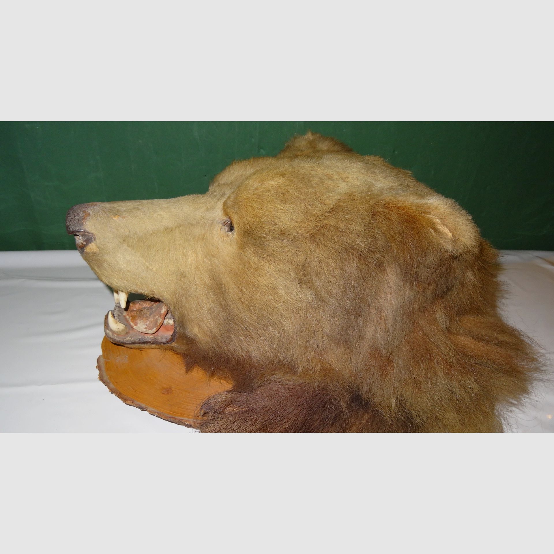 Cabeza de oso, trofeo, preparación como herencia, años 80, decoración