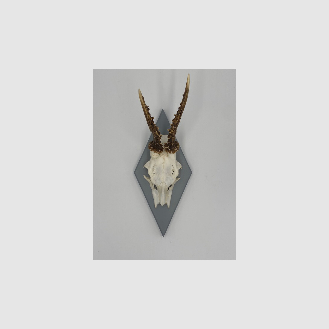 Gehörnbrett - Trophäenbrett Reh Waldemar - Farbe schwarz, grau oder weiß 