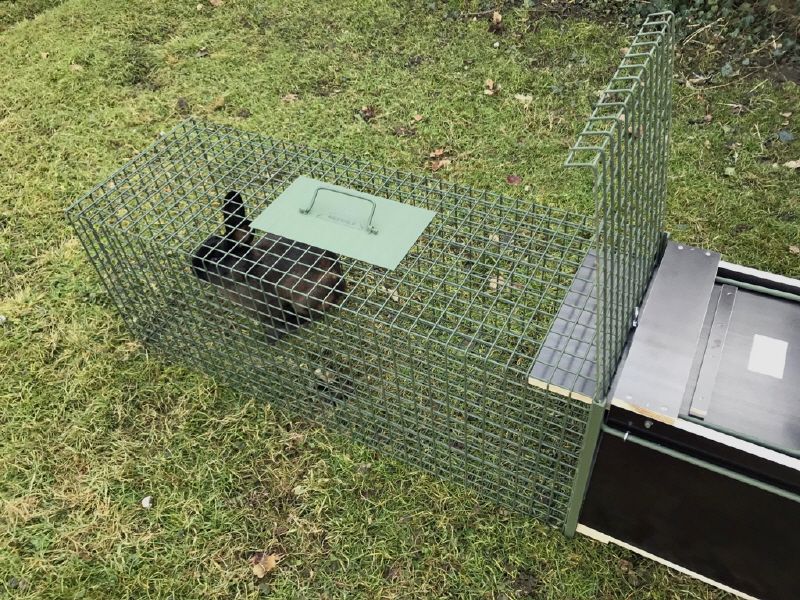 Waschbär-Set Allroundkastenfalle