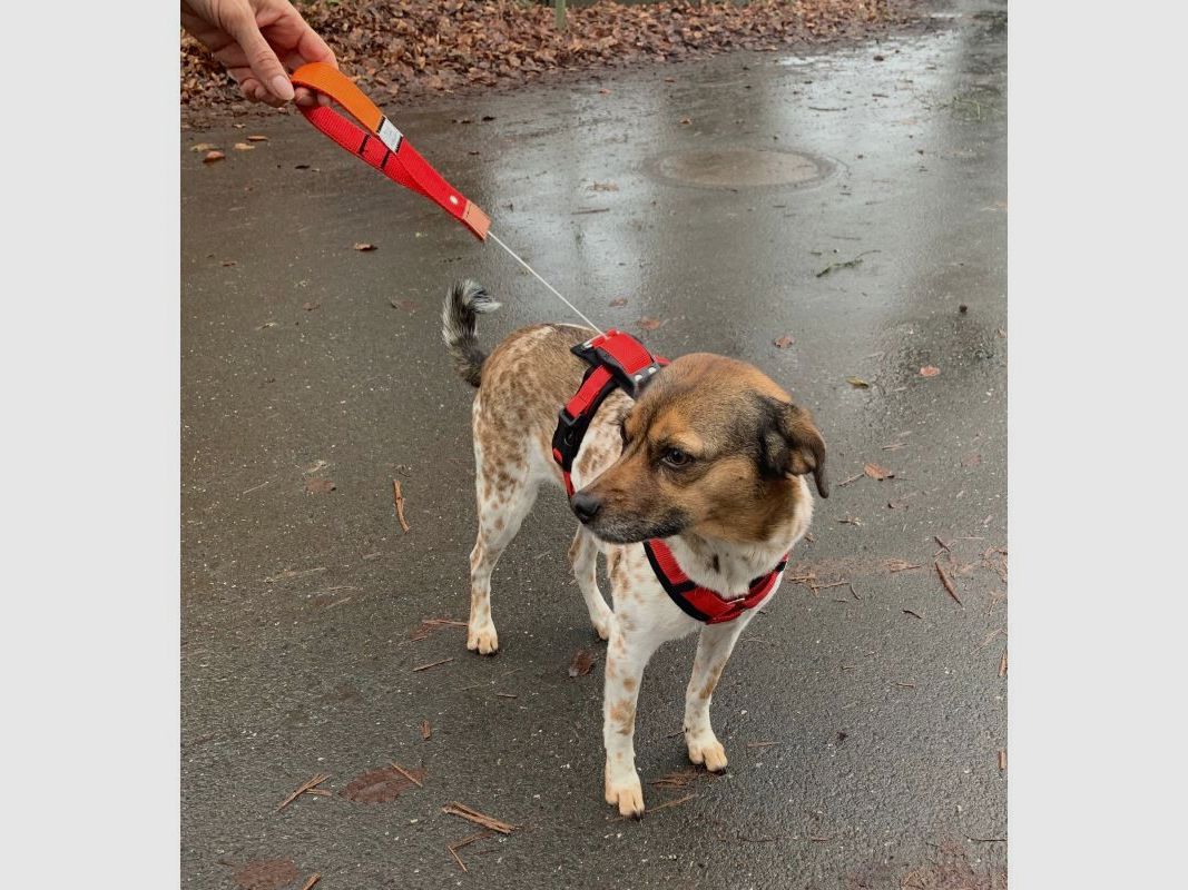 WowWow Hundegeschirr mit integrierter Leine Harness Khaki