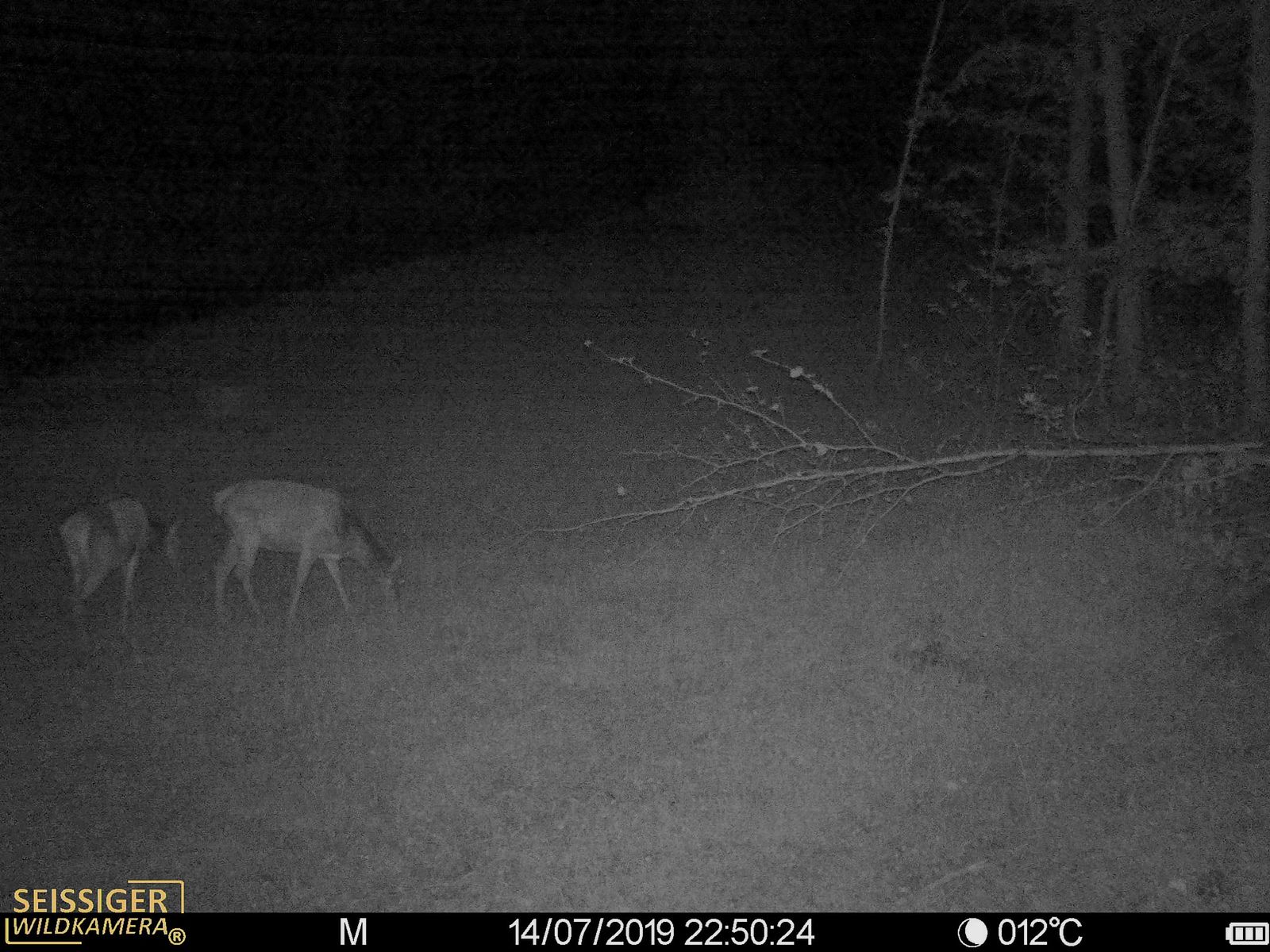 SEISSIGER Special-Cam CLASSIC