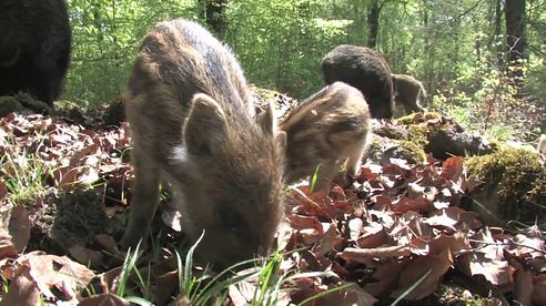 Schwere Geräte zur Reparatur von Schwarzwildschäden - DJZ-TV 10/2014