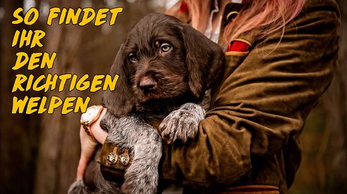 So findet ihr den richtigen Jagdhundewelpen