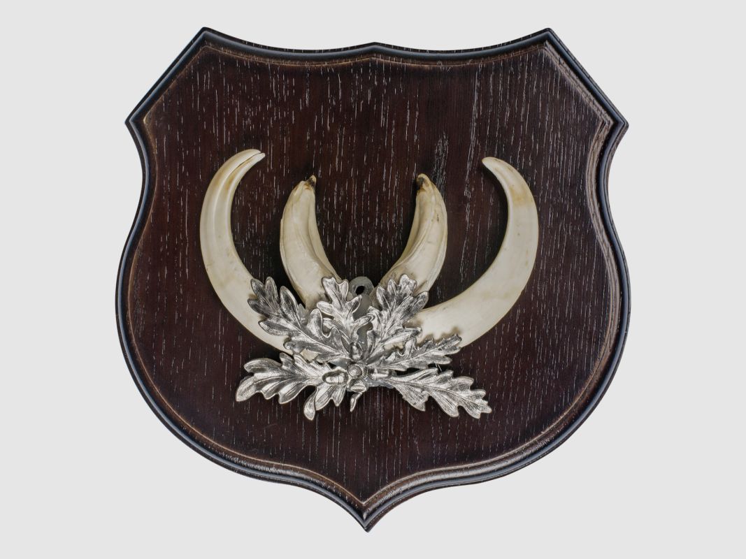 BOAR WEAPON SHIELD OAK DARK 13CM