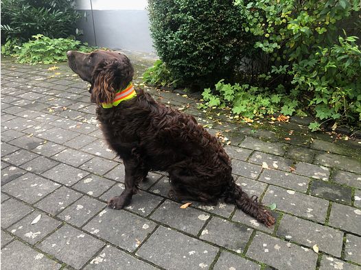 Stretchable signal collar for dogs