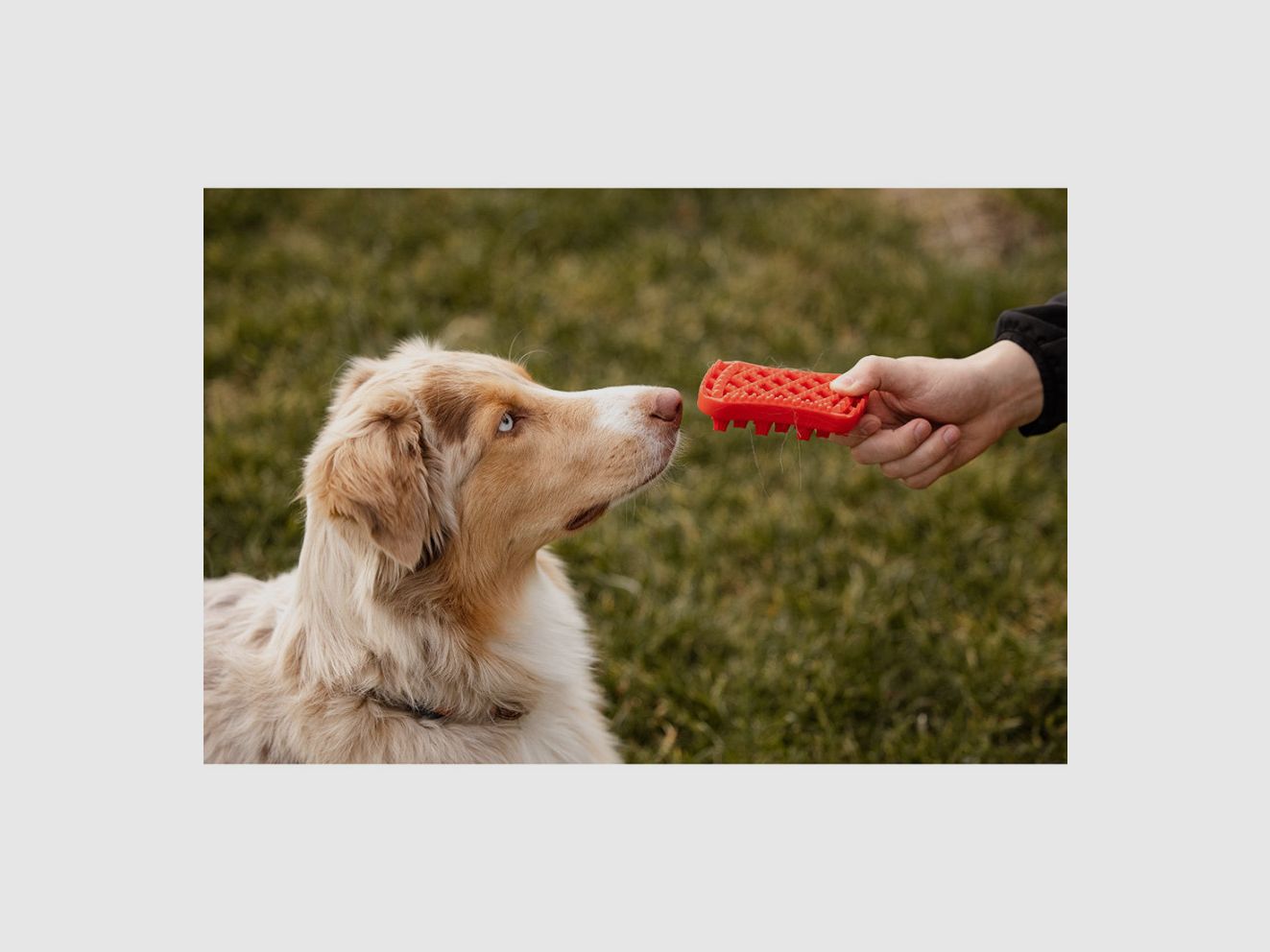 Bürste für große Hunde mit langem Haar PETME, Bild 8 von 9