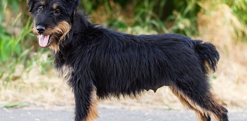 Rasseprofil: Deutscher Jagdterrier