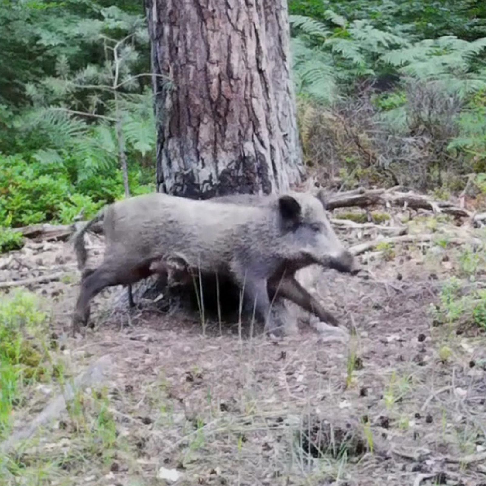 1A-HUNTING SUPPLIES 1a-OrigiTar Locking Agent 1.2kg