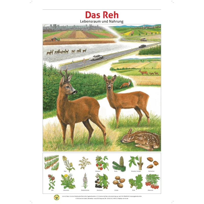 Lernort Natur-Tierposter-Set "Heimische Wildtiere - Lebensraum und Futter", Bild 7 von 13