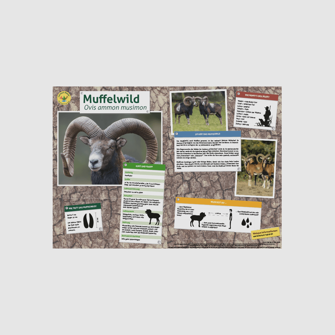 Lernort Natur-Tiertafel DIN A3 Muffelwild