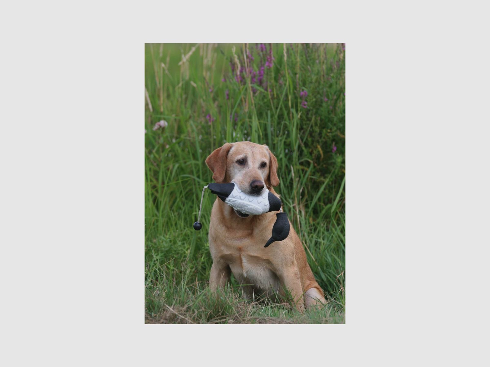 ASD Retrieve dummy EZ Bird Stock duck Black-White