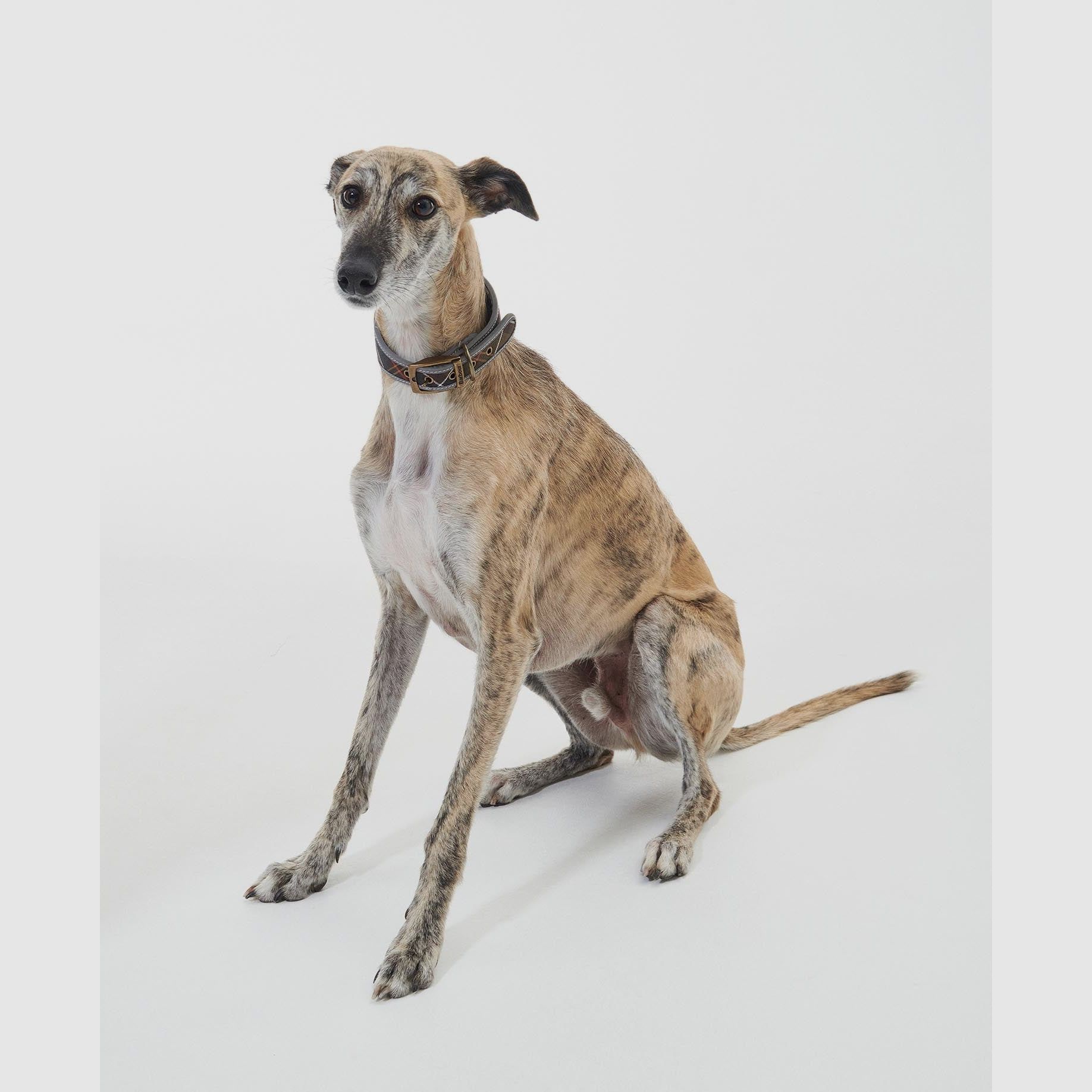 Barbour Lurcher Hundehalsband Tartan