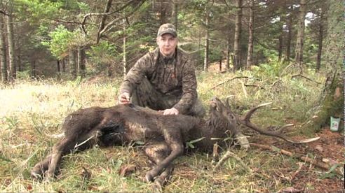 Sika Deer Hunting. Hokkaido - Japan