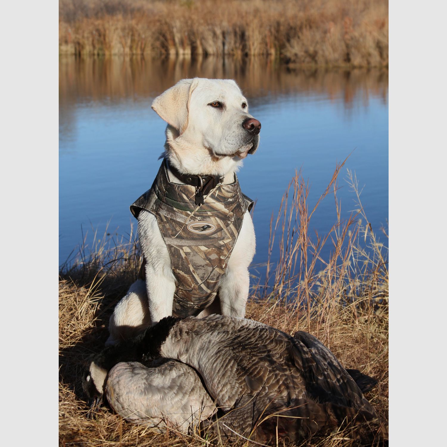 ASD Boater's Dog Parka 5 mm Neoprene Dog Vest, image 2 of 2