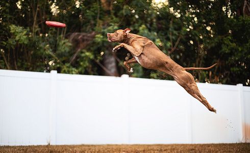 Wie man einem Hund das Anspringen abgewöhnt und den Hund besser erzieht
