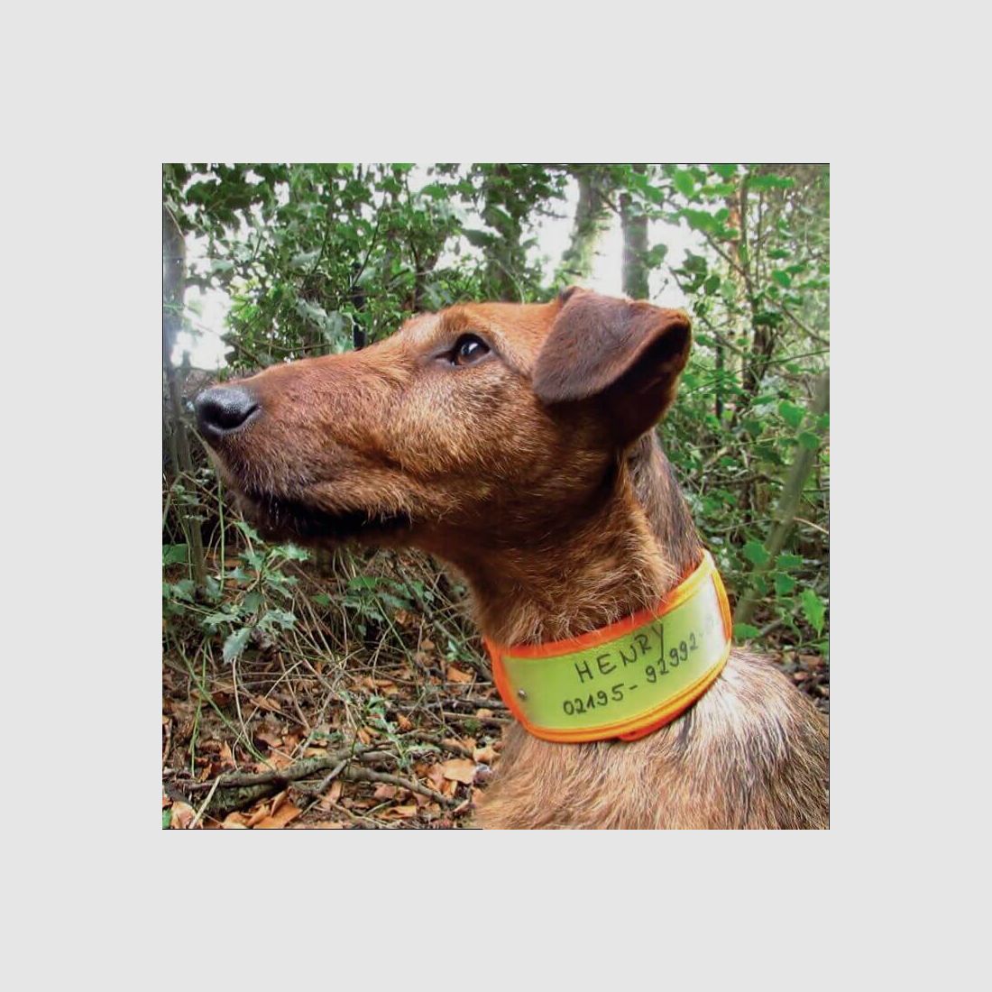 Niggeloh warning collar